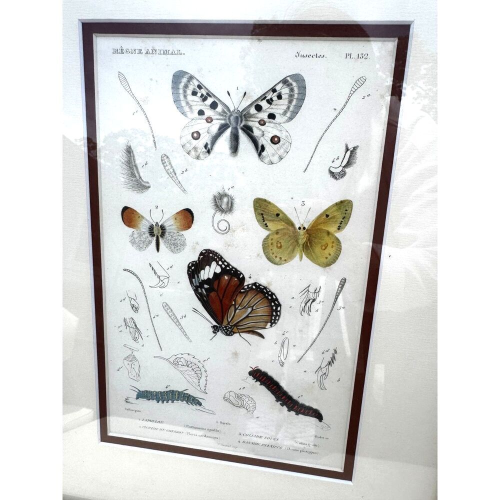 Antique Copper plate engraving Regne Animal Butterflies and caterpillar must see - Picture 4 of 7
